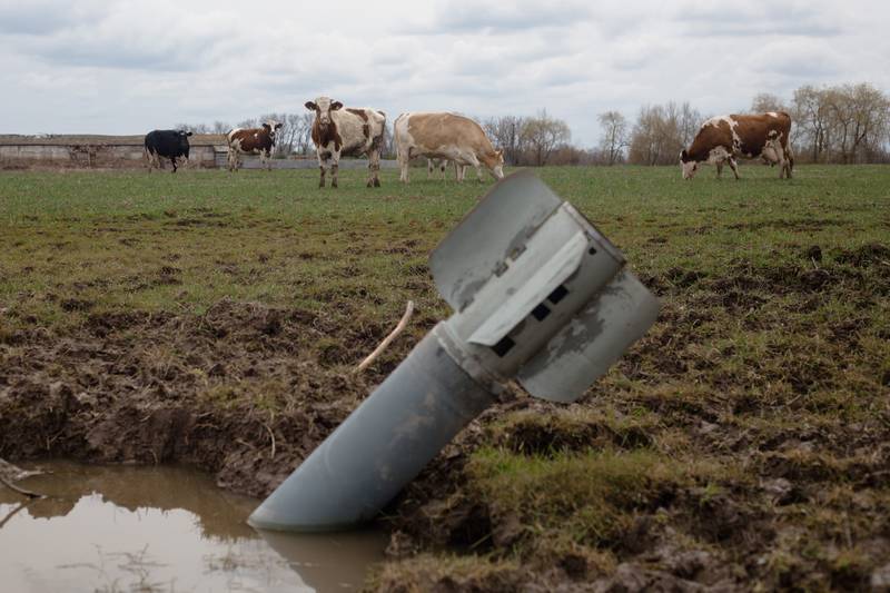 A rocket sits in a field near grazing cows on April 10, 2022, in Ukraine.