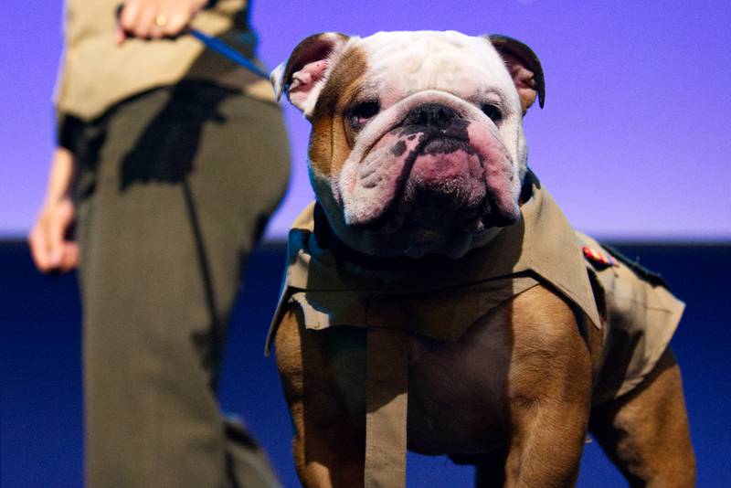 Lance Cpl. Chesty XVI, the Marine Corps’ official mascot, makes an appearance April 9, 2024, at the Sea-Air-Space conference in Maryland.
