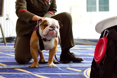 Pfc. Chesty XVI, an English bulldog that serves as the U.S. Marine Corps mascot, is petted at the Sea-Air-Space conference in National Harbor, Maryland, on April 4, 2023.